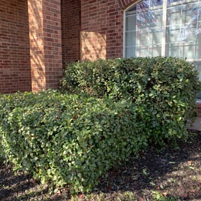Bush Trimming by BD's Platinum Lawncare LLC reviewed on August 16, 2025