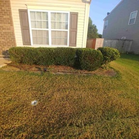 Bush Trimming by TNT landscaping & Lawncare llc reviewed on August 15, 2025