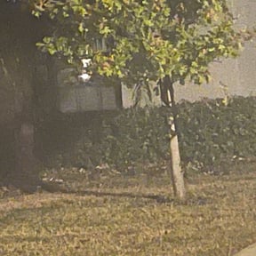 Bush Trimming by Flawless Lawn Care LLC reviewed on August 16, 2025