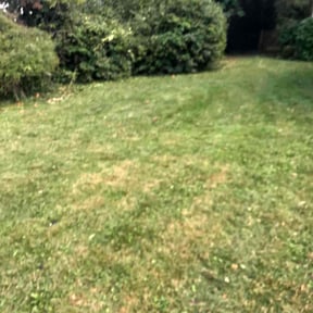 Bush Trimming by Millers lawn care reviewed on August 16, 2025