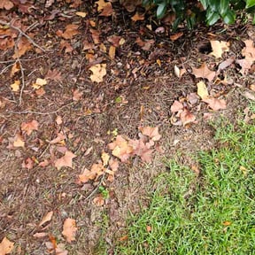 Flower Bed Weeding by Eugene lawn care reviewed on November 24, 2025