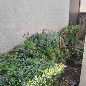 Bush Trimming by Valencia Landscaping reviewed on March 31, 2026