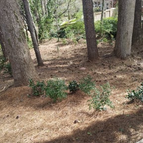 Flower Bed Weeding by Lawncare man reviewed on August 15, 2025