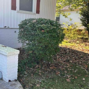 Bush Trimming by Ronald Burton reviewed on August 16, 2025