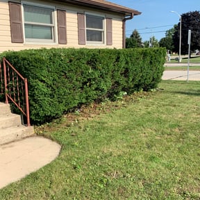 Bush Trimming by Northern Wolf reviewed on November 21, 2025