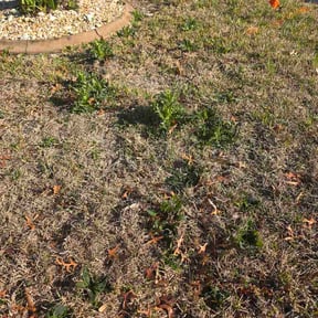 Leaf Removal by Hurt franklin llc reviewed on May 26, 2026