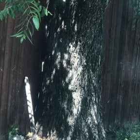 Bush Trimming by Bros lawn care 2 reviewed on August 15, 2025