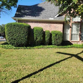 Bush Trimming by Lawns Murcia Landscaping reviewed on August 16, 2025