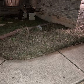 Bush Trimming by Sliced Lawn Care LLC reviewed on August 20, 2025