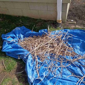 Bush Trimming by Personal Touch reviewed on May 20, 2026