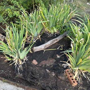 Flower Bed Weeding by Ames Turf Services reviewed on July 29, 2026