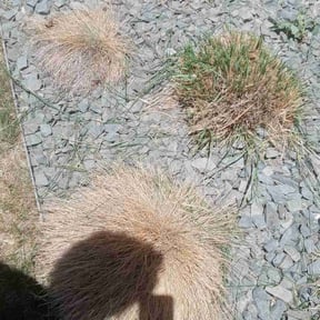Bush Trimming by New world order llc (Four seasons Lawn Care N More) reviewed on August 17, 2025
