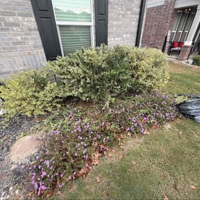 Bush Trimming by Spring lawn care reviewed on January 18, 2026