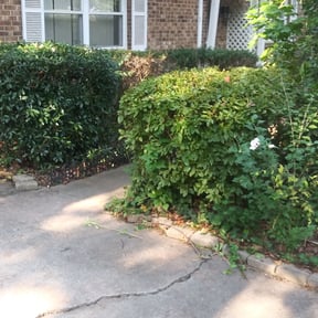 Bush Trimming by BiG Lawn Service reviewed on August 15, 2025
