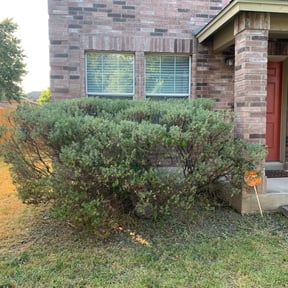 Bush Trimming by Mow & Go reviewed on August 21, 2025