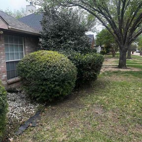 Bush Trimming by NKY Affordable Lawn Care &amp; Tree Service LLC reviewed on March 29, 2026