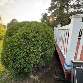 Bush Trimming by Wiley&#039;s top notch lawncare reviewed on October 21, 2025