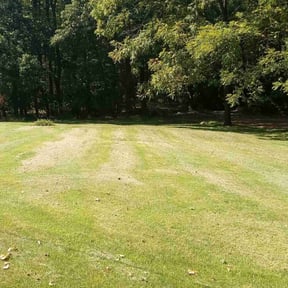 turf care by impressive touch lawn care &amp; Services reviewed on June 19, 2023