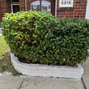Bush Trimming by A+ Student Lawn Care reviewed on August 18, 2025