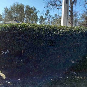 Bush Trimming by Set in stone reviewed on August 15, 2025