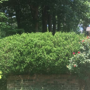 Bush Trimming by BRDOC - Lawn Care reviewed on August 20, 2025