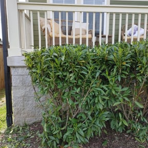 Bush Trimming by lazer lawns reviewed on August 16, 2025