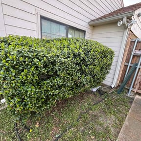 Bush Trimming by Hovde landscaping reviewed on August 16, 2025