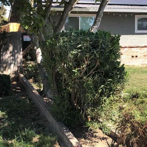 Bush Trimming by Land Decor Inc. reviewed on August 21, 2025