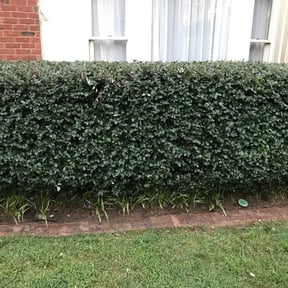 Bush Trimming by Lawn Tamer reviewed on August 16, 2025