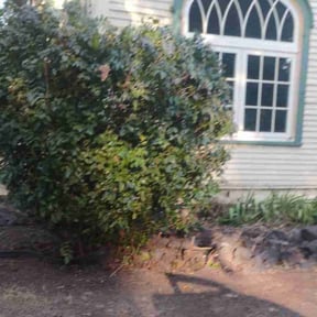 Bush Trimming by Ralph &amp; sons property maintenance  reviewed on November 22, 2025