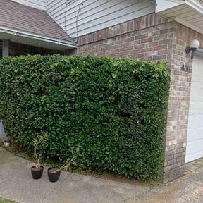 Bush Trimming by Sunnyside Lawn care reviewed on August 19, 2025