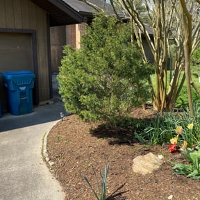 Bush Trimming by Local Green Lawn Care LLC reviewed on August 15, 2025