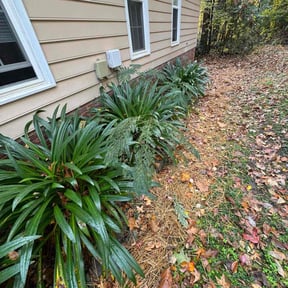 grass maintenance by Aviles Landscaping Services reviewed on July 21, 2019