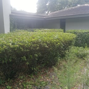 Bush Trimming by DabNDads reviewed on August 18, 2025