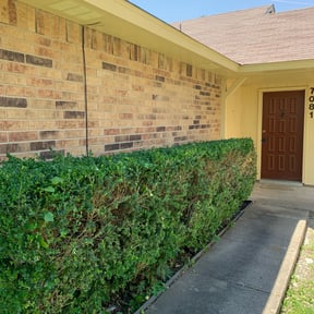 Bush Trimming by Waters Landscaping reviewed on August 17, 2025