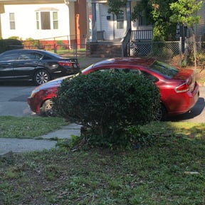 Bush Trimming by St Gabrielle's Lawn Services reviewed on August 19, 2025