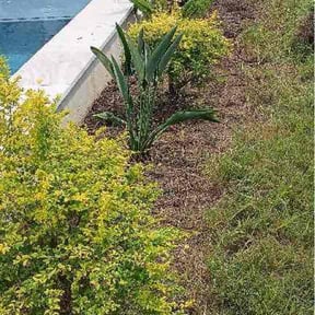 Flower Bed Weeding by Pennington Premiere Lawncare reviewed on August 17, 2026