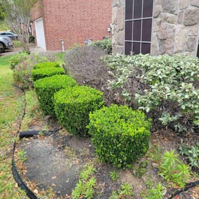 Bush Trimming by Smith landscaping reviewed on August 18, 2025