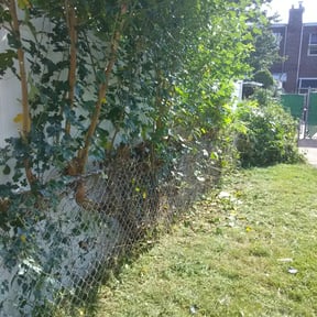 Bush Trimming by Old Glory Solutions, LLC reviewed on August 21, 2025