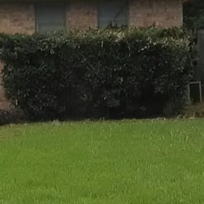 Bush Trimming by Nestel Lawn Care reviewed on August 20, 2025
