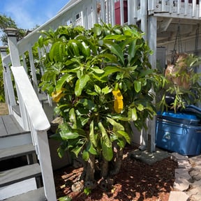 Bush Trimming by EZ MOW LAWN CARE reviewed on May 9, 2024