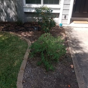 Bush Trimming by Cypress Lawn and Landscape reviewed on August 21, 2025