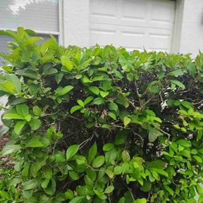 Bush Trimming by Quays lawn service  reviewed on December 16, 2025