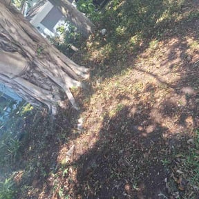 Leaf Removal by Olguin Cleaning reviewed on September 27, 2025