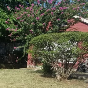 Bush Trimming by Blu&#039;s Lawn Care reviewed on November 23, 2025