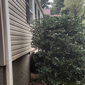 Bush Trimming by Finns landscaping reviewed on June 30, 2025