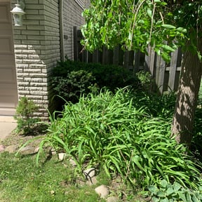 Bush Trimming by Prizel Lawn Services reviewed on August 18, 2025