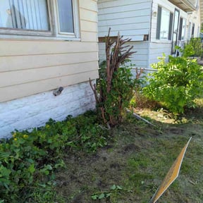 Bush Trimming by Grass Experts reviewed on August 16, 2025