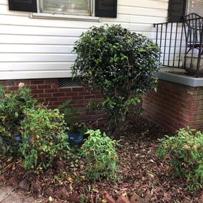 Bush Trimming by Philly Got Grass reviewed on August 20, 2025
