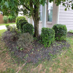Bush Trimming by National preservation and REO services reviewed on August 15, 2025
